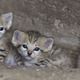 Illustration for article titled Monday Kitten Cuteness - Triple Dose!